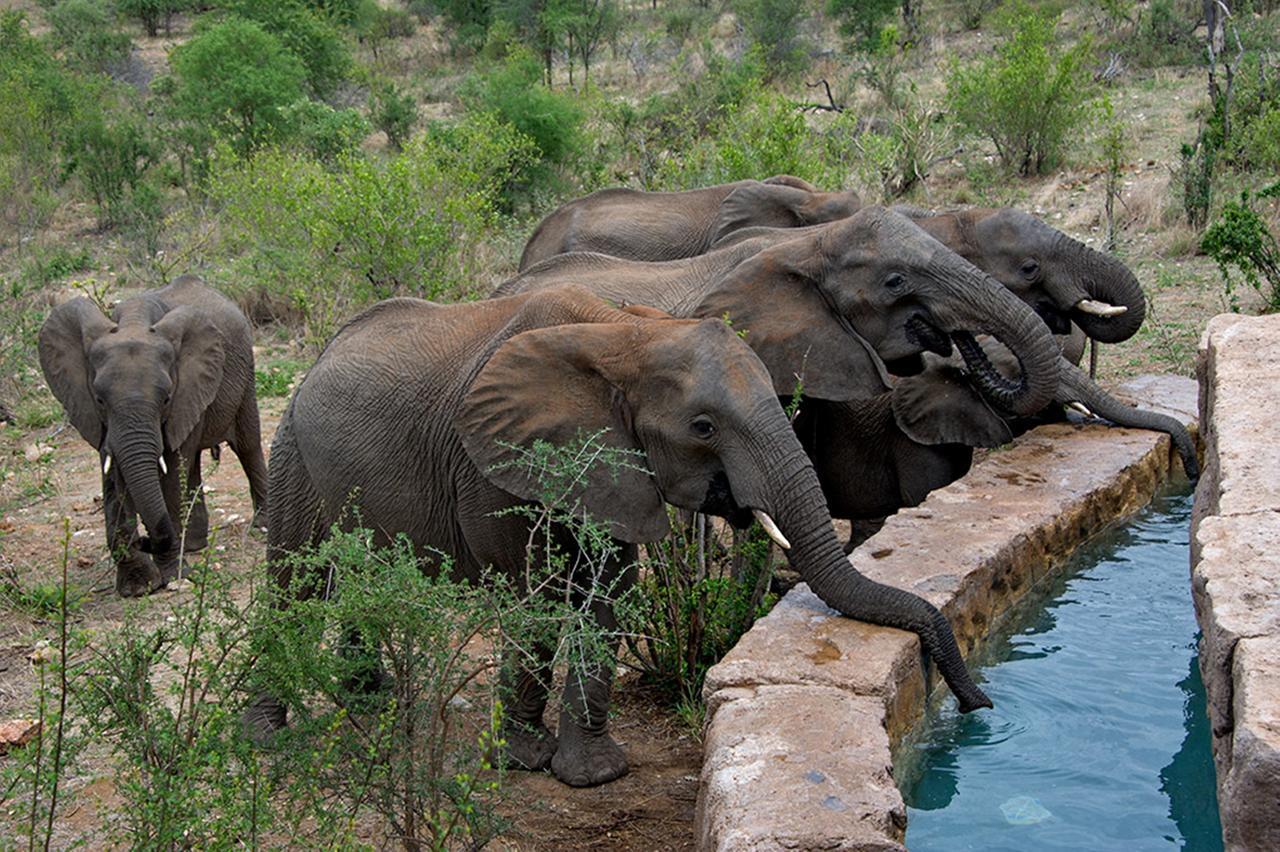 Makumu Private Game Lodge Частный заповедник Класери Экстерьер фото