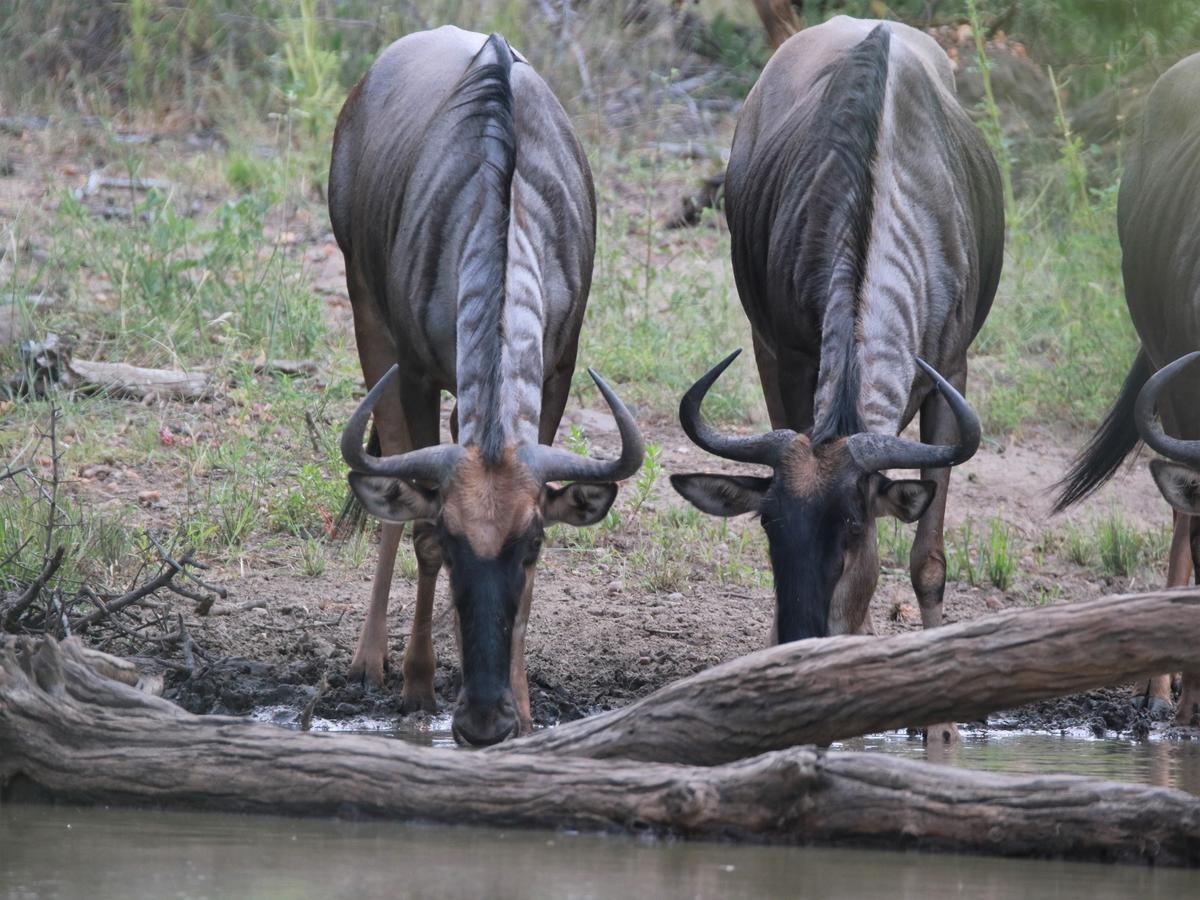 Makumu Private Game Lodge Частный заповедник Класери Экстерьер фото