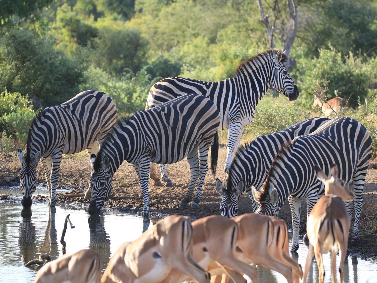 Makumu Private Game Lodge Частный заповедник Класери Экстерьер фото