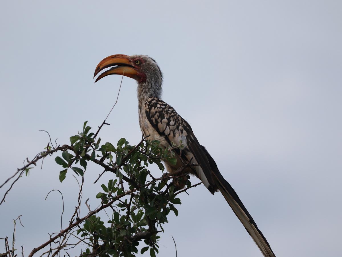 Makumu Private Game Lodge Частный заповедник Класери Экстерьер фото