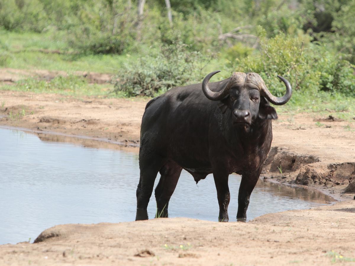 Makumu Private Game Lodge Частный заповедник Класери Экстерьер фото